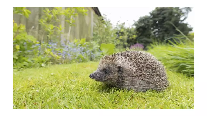 Hedgehog Emergency: 6 Vital Tips to Save Britain's Beloved Spiky Friends