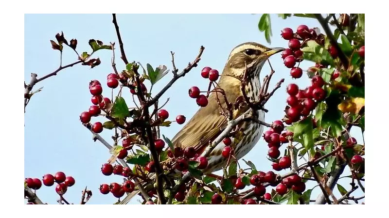 Redwing's Autumn Arrival: The First Sighing Call Signals Seasonal Change