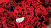 Handcrafted Poppy Spectacle Transforms Clumber Park Chapel for Remembrance