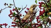 Redwing's Autumn Arrival: The First Sighing Call Signals Seasonal Change