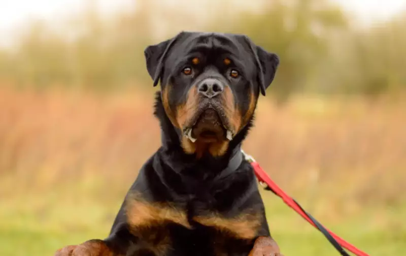 15 Adorable Dogs Seeking Forever Homes in the West Midlands