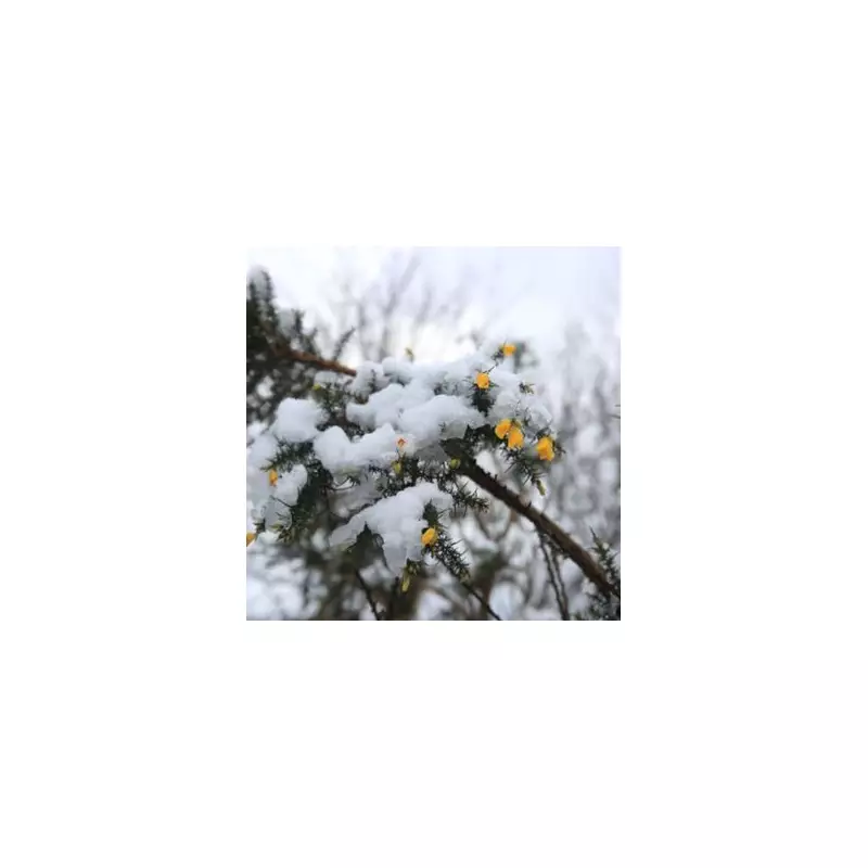 26 English Counties Escape Snow as 20cm Hits UK