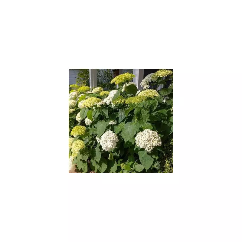 5 Essential Steps to Protect Your Hydrangeas from Winter Frost Damage