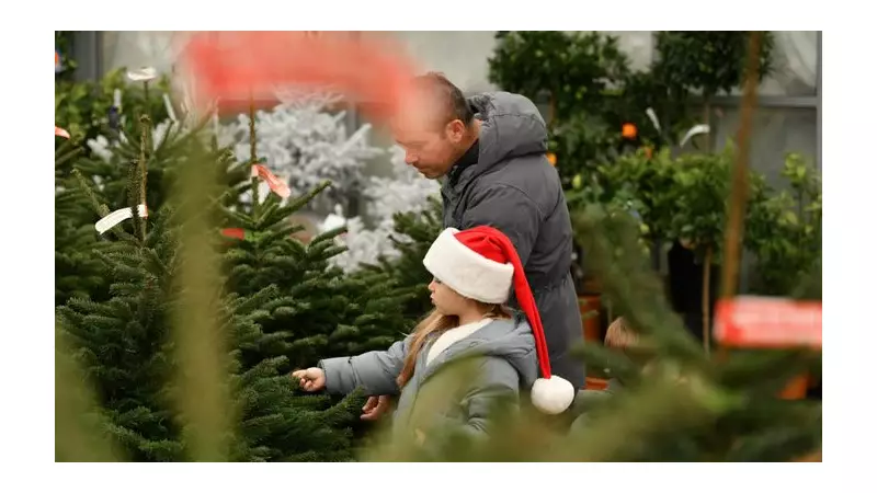 6 Expert Tips for Finding the Perfect Affordable Christmas Tree