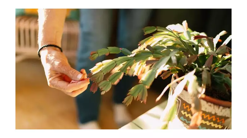 7 Festive Houseplants That Fail to Flower: Expert Care Tips