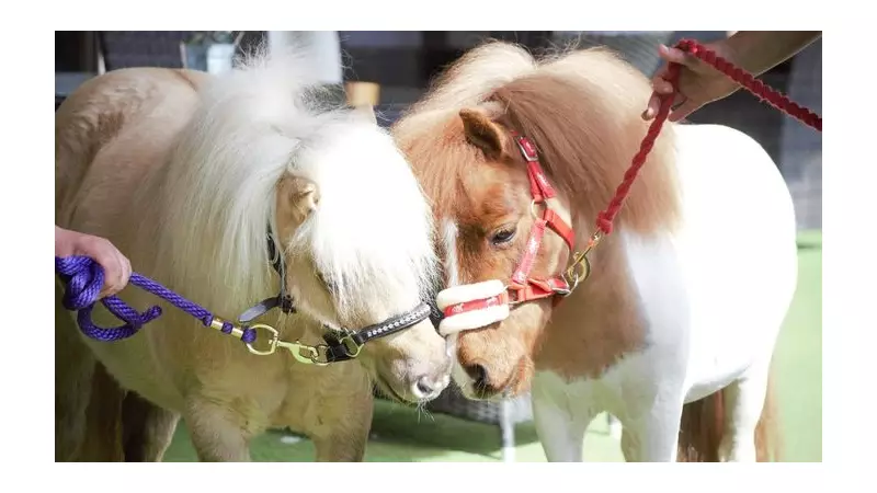 7 Therapy Ponies Transform Mental Health Care for Young People