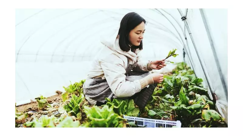 8 Essential Steps to Winterise Your Greenhouse for Year-Round Growth