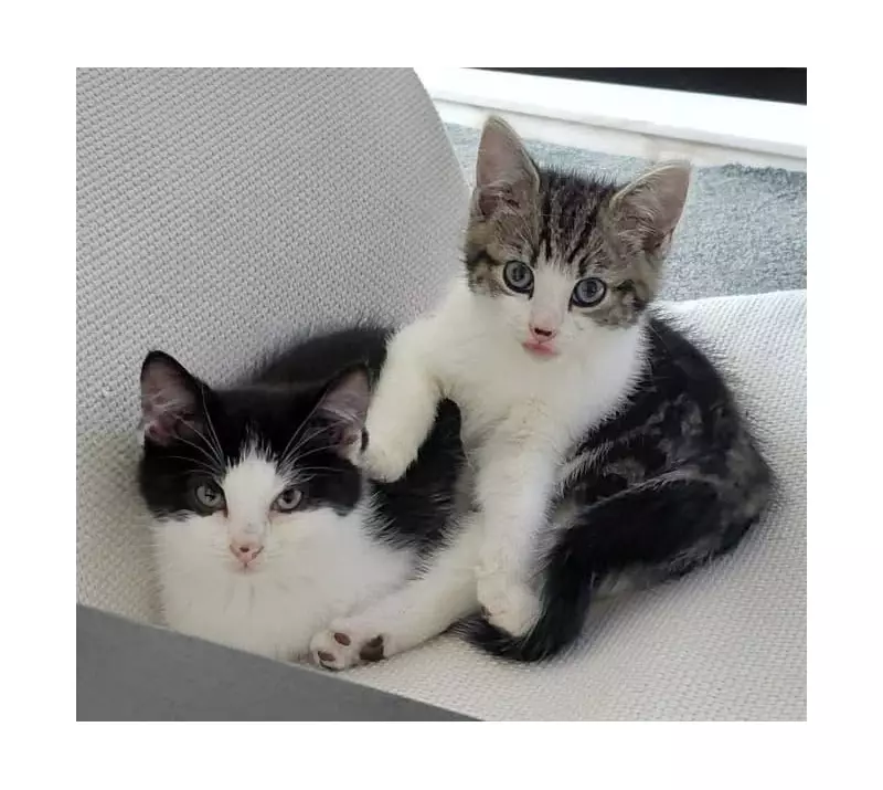 Abandoned Kittens Found Outside Birmingham Shop - Can You Offer Them a Forever Home?