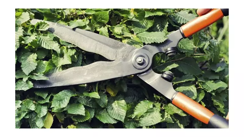 Autumn Hedge Trimming: Your Expert Guide to Perfect Pruning