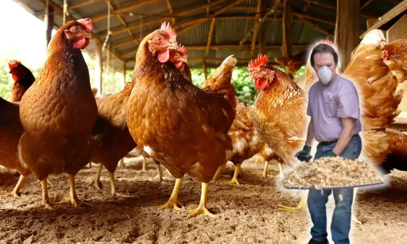 Bird Flu Outbreak: UK Government Imposes National Lockdown for Poultry