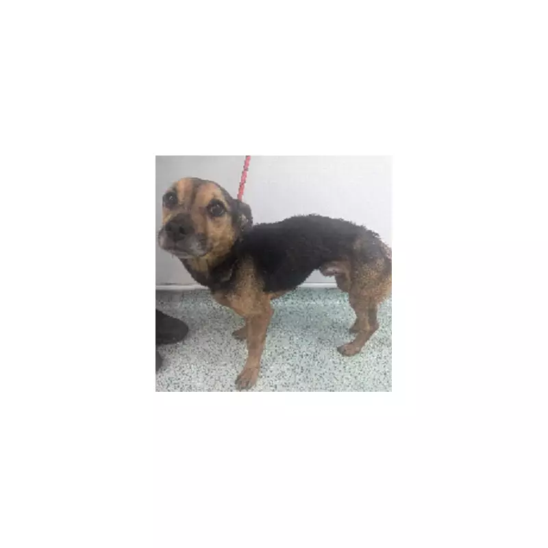 Birmingham Couple Banned from Pet Ownership After Starved Dog Found in Deplorable Conditions