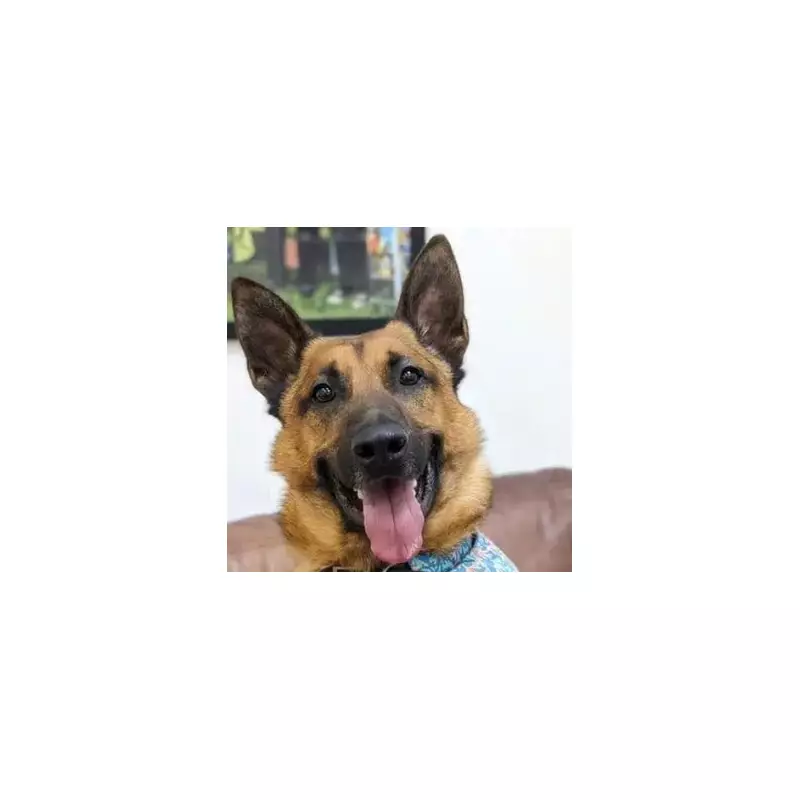 Birmingham Dog's Fourth Christmas Alone Sparks Festive Feast Appeal