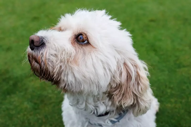 Birmingham's Top 10 Dog Names for 2025 Revealed in New Report