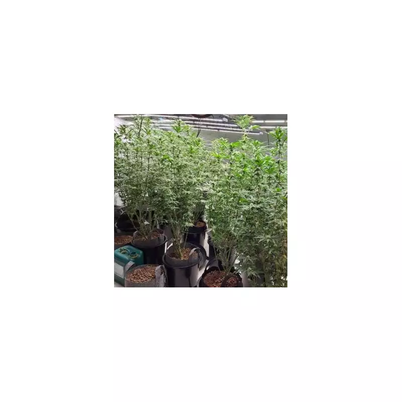 Cannabis Farm Uncovered in Redditch After 999 Burglary Call