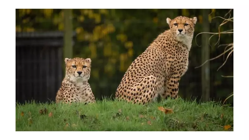 Chester Zoo Welcomes Rare Cheetah Cubs in Major Conservation Victory