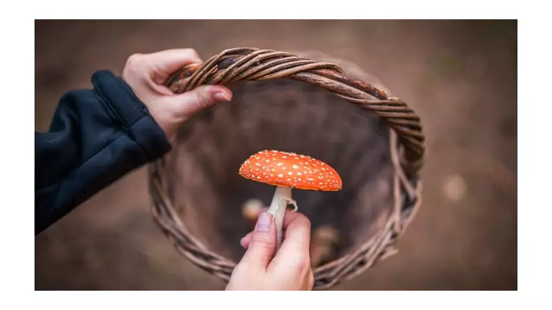 Deadly UK Plants: A Forager's Guide to Toxic Species