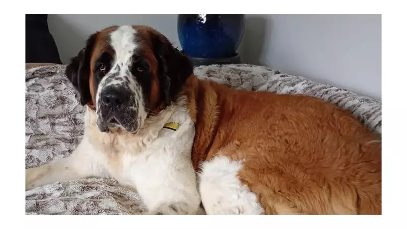 Dogs Trust Loughborough's Urgent Appeal for Foster Carers