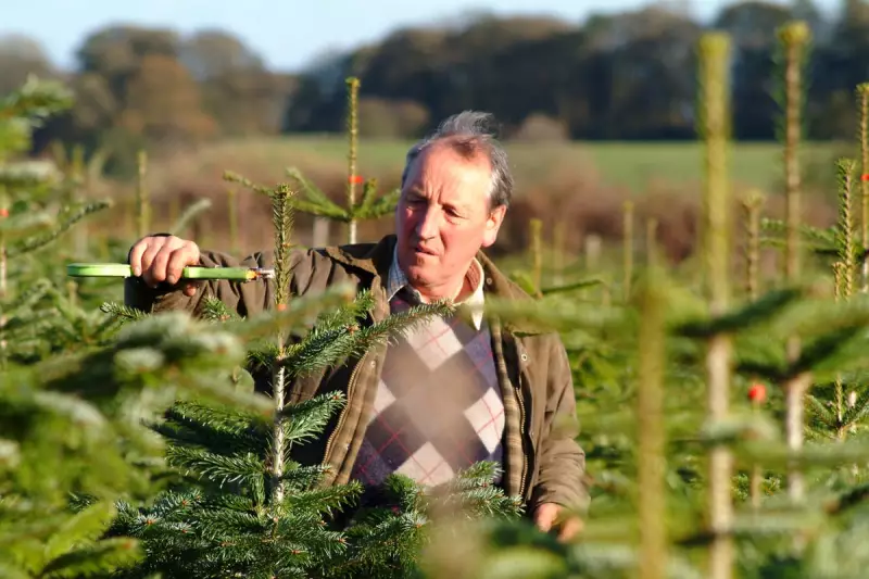 Find Your Perfect Real Christmas Tree in the West Midlands