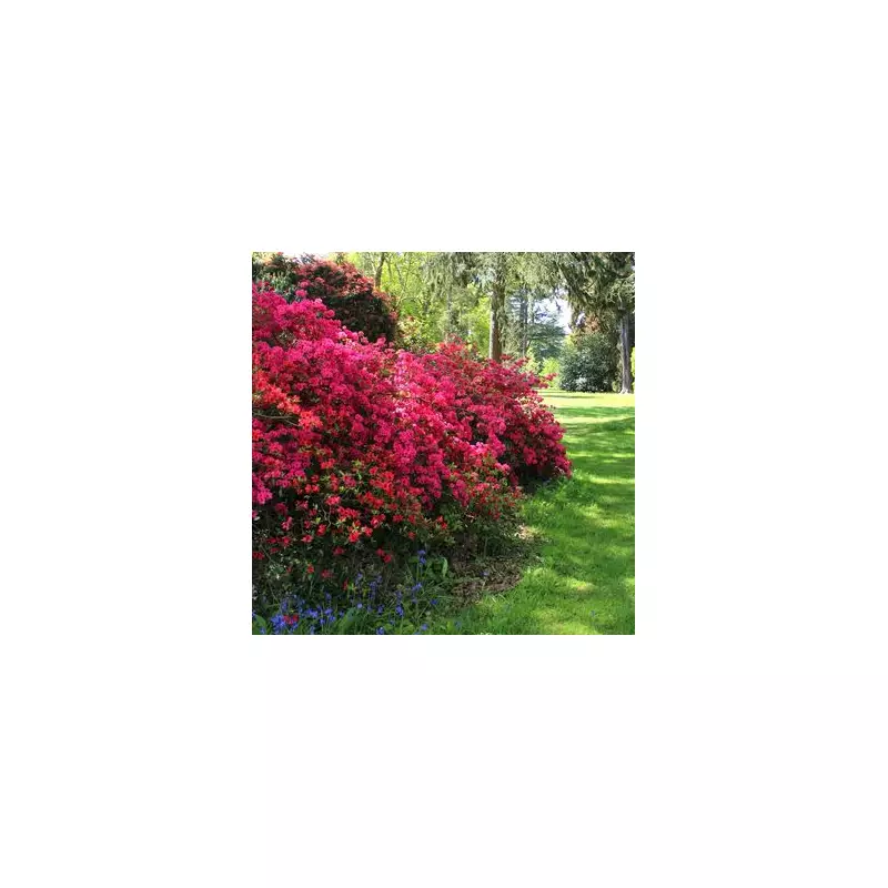 Five-Minute Garden Task Could Save Your Plants From Devastating Frost This Winter