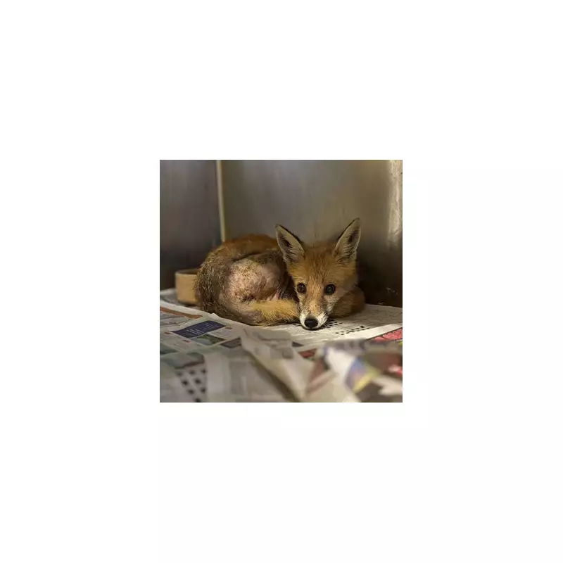 Fox Rescued After Being Trapped in Amazon Van Engine in Derby