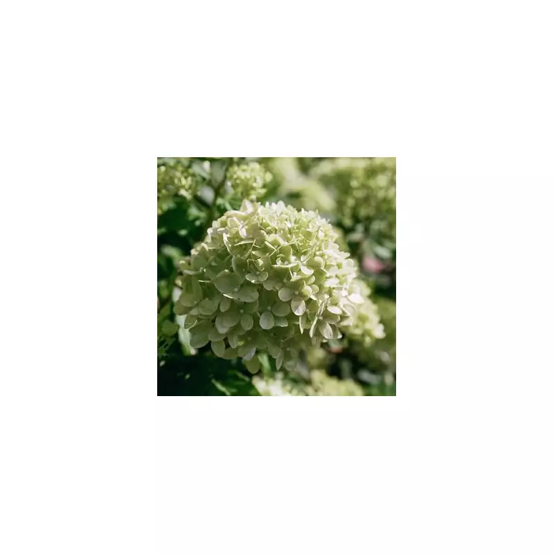 Hydrangea Heaven: Your Ultimate Guide to Stunning Blooms in British Gardens