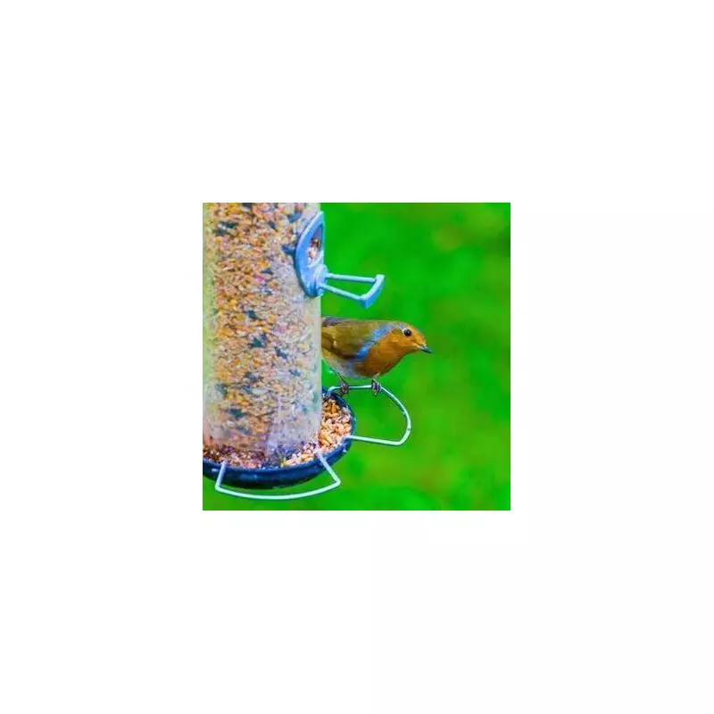 Keep Magpies Away with Old CDs: Expert's Simple Garden Trick