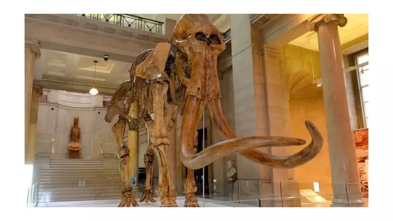 National Museum Cardiff's 3D Mammoth Named Tom Bones After Tom Jones