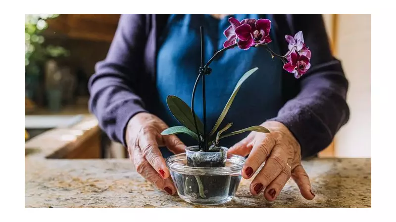 No Bark Orchid Method: Water Culture for Endless Blooms