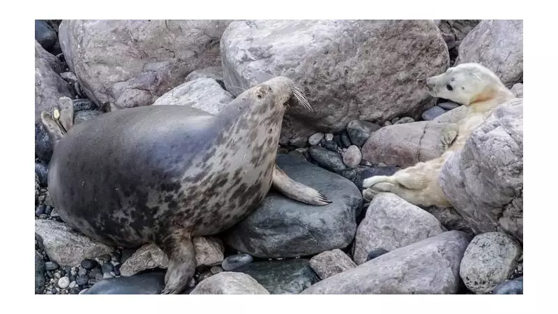 Orphaned Seal Kale Thrives with New Pup After RSPCA Rescue in North Wales