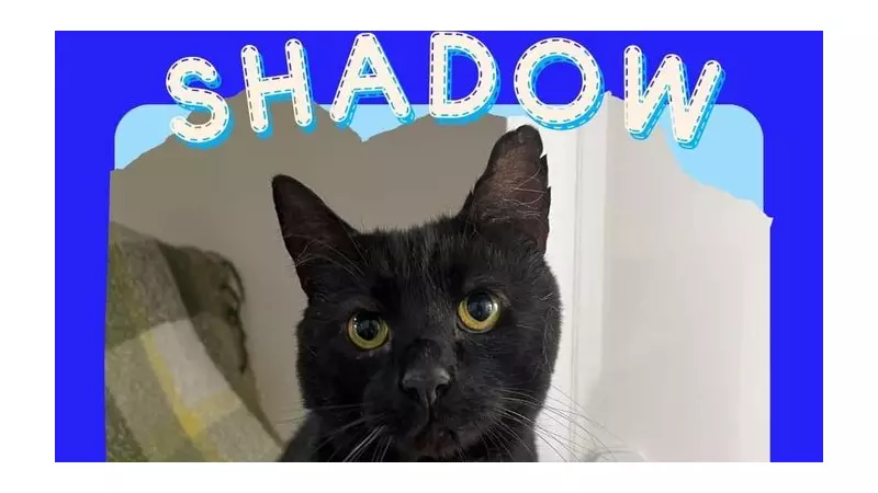 Over 30 Animals Rehomed in 'Adoptober', But Shadow the Cat Still Waits