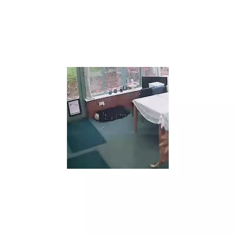 Paws for Laughs: Mischievous Midlands Mutt Steals Show During Live BBC Broadcast