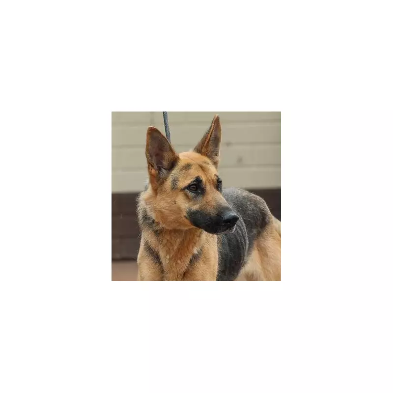 Police hunt dog owner who fled after Alsatian attack in Telford