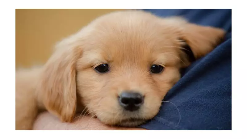 Puppy's First Night: The One Common Mistake That Could Ruin Your Bond