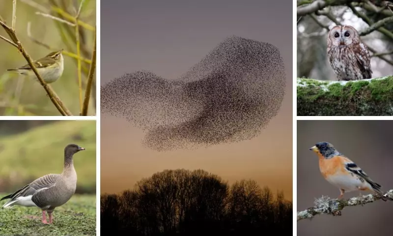 Sky Spectacles: 5 Stunning UK Birds to Watch in November's Aerial Displays
