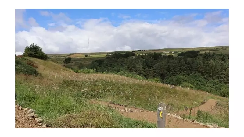 Smithills Estate: 180,000 Trees Planted in Ancient Woodland Revival