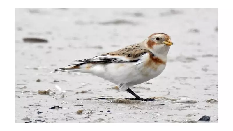 Snow Buntings Return to Sefton Coast: Winter Visitors Arrive