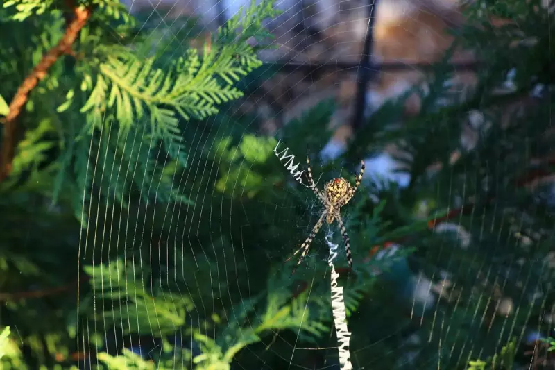 Spiders in Your Christmas Tree? Expert's 2025 Prevention Guide