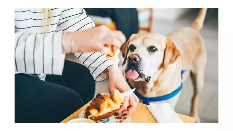 Trainer's 5-Minute Trick Stops Dog Begging With 3.5M Views