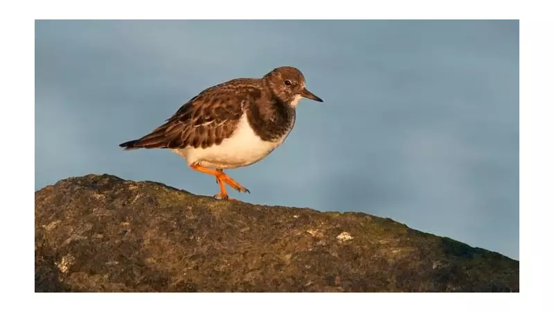 Turnstone Birds: A Wildlife Enthusiast's Coastal Discovery in Devon