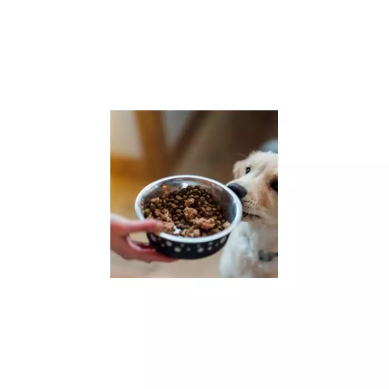 UK Dog Owners Alert: Kennel Cough Virus Spreading This Winter