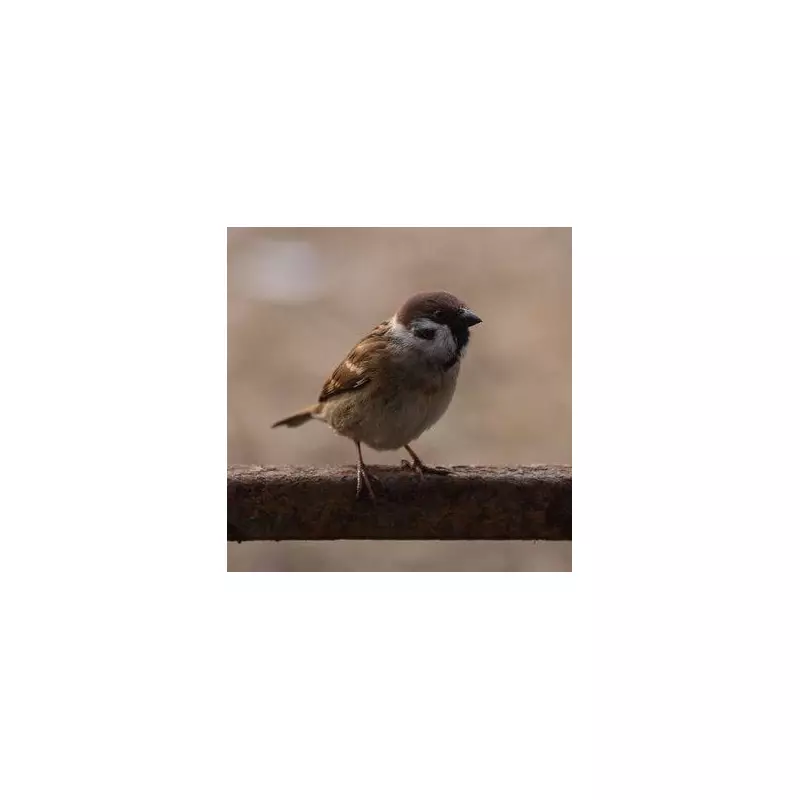 UK Gardeners: Do These 'Two Things Daily' to Help Robins This Winter