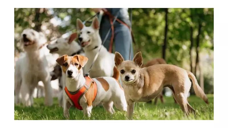 Vet Reveals Perfect Dog Walk Times By Age & Breed For Health