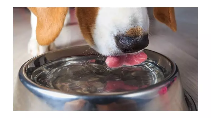 Vets Reveal 4 Simple Ways to Ensure Your Dog Drinks Enough Water in Winter