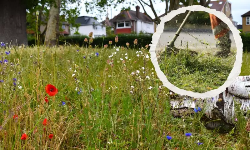Wild but Pretty: Study Reveals Public Support for Less Park Mowing