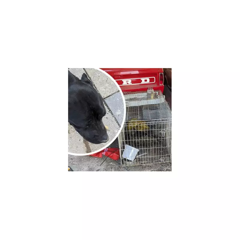 Wolverhampton breeder's horror home: Five dogs dead, four rescued as skeletons