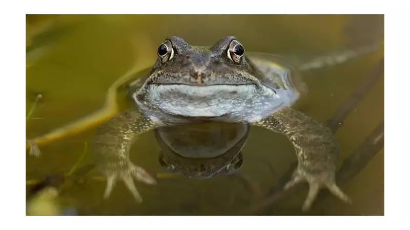 Wythenshawe Park's Wildlife Havens Set for Major Restoration Boost