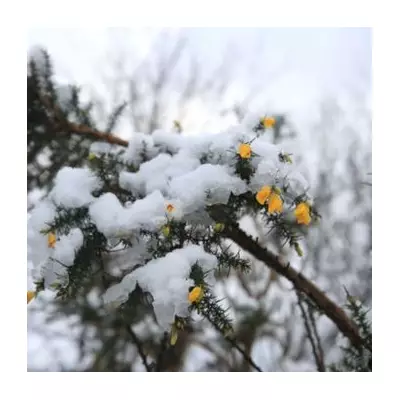 26 English Counties Escape Snow as 20cm Hits UK