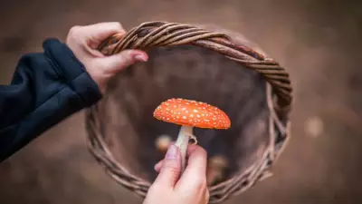 Deadly UK Plants: A Forager's Guide to Toxic Species