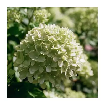 Hydrangea Heaven: Your Ultimate Guide to Stunning Blooms in British Gardens