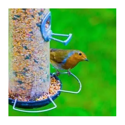 Keep Magpies Away with Old CDs: Expert's Simple Garden Trick